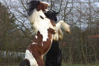 Horsemanship: Wann ist Steigen ein normales Verhalten?